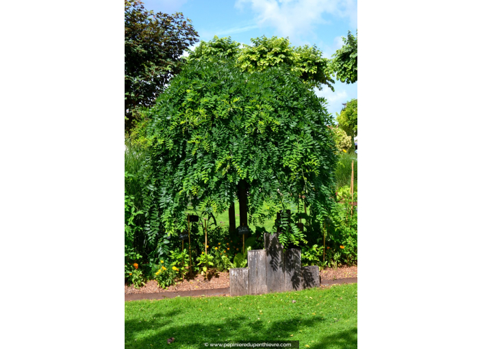 SOPHORA japonica 'Pendula'