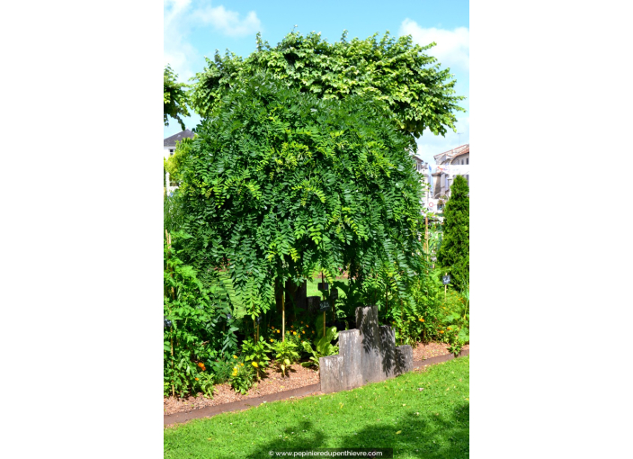 SOPHORA japonica 'Pendula' SOPHORA japonica 'Pendula'