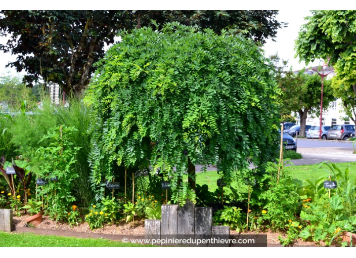 SOPHORA japonica 'Pendula' SOPHORA japonica 'Pendula'