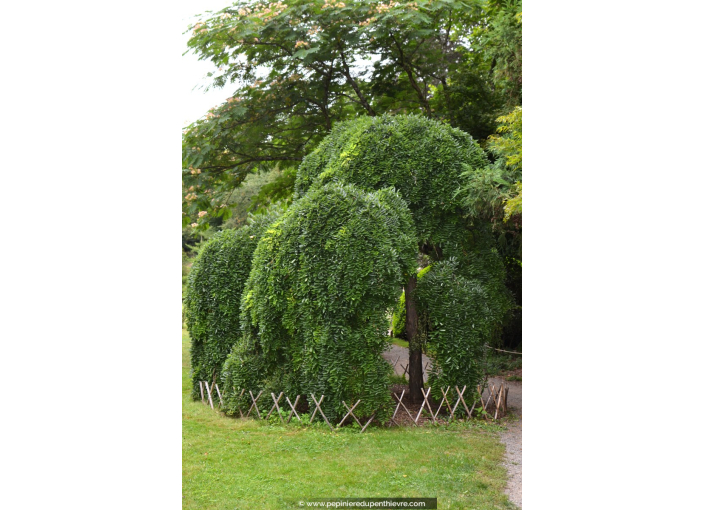 SOPHORA japonica 'Pendula' SOPHORA japonica 'Pendula'