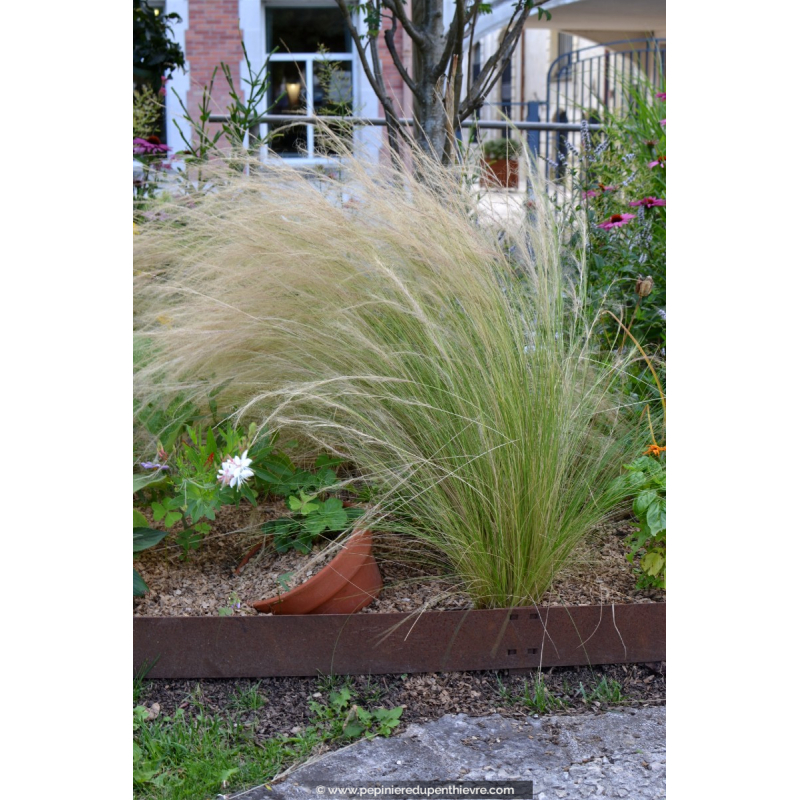 STIPA tenuifolia