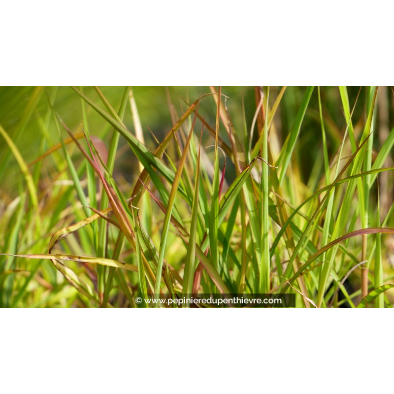 MISCANTHUS 'Purpurascens'