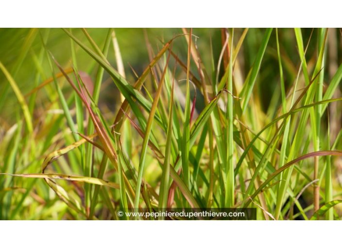 MISCANTHUS 'Purpurascens'