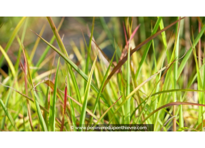 MISCANTHUS 'Purpurascens'