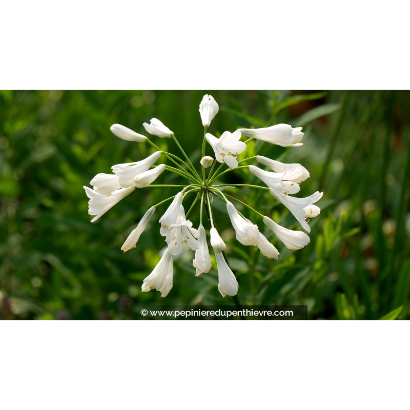 AGAPANTHUS 'Polar Ice'