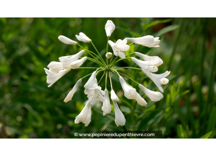 AGAPANTHUS 'Polar Ice'