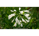 AGAPANTHUS 'Polar Ice'