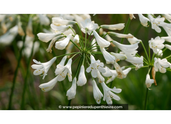 AGAPANTHUS 'Polar Ice'