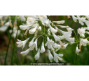 AGAPANTHUS 'Polar Ice'