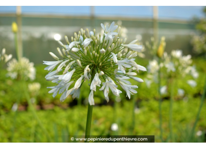 AGAPANTHUS 'Getty White' AGAPANTHUS 'Getty White'