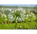 AGAPANTHUS 'Getty White' AGAPANTHUS 'Getty White'