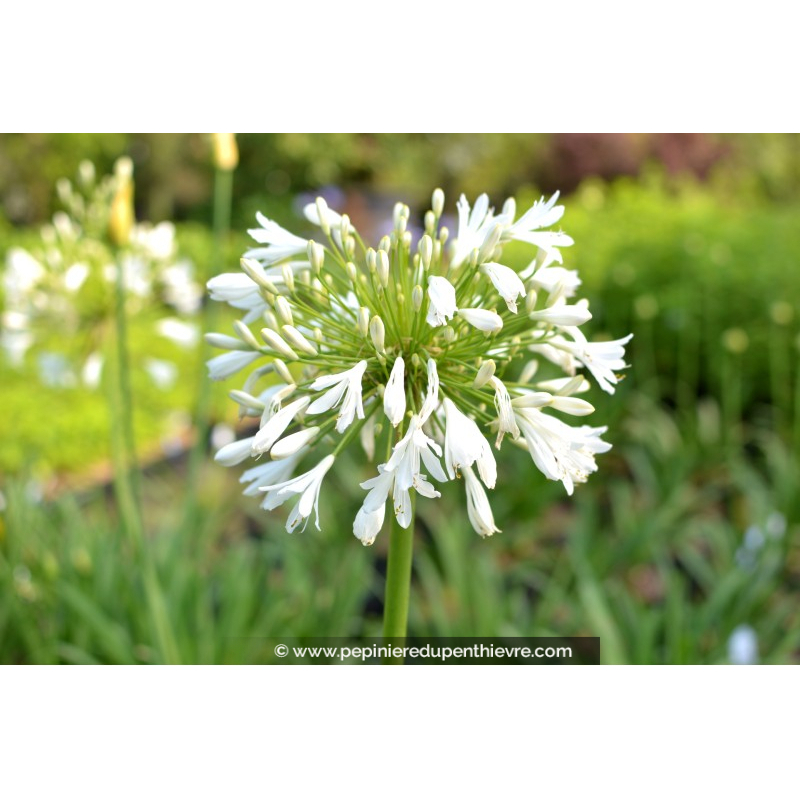 AGAPANTHUS 'Getty White'