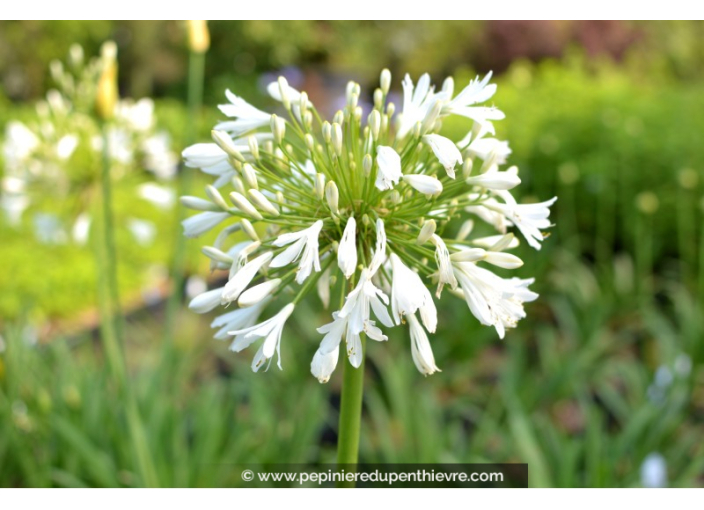 AGAPANTHUS 'Getty White'