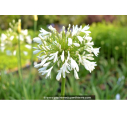 AGAPANTHUS 'Getty White' AGAPANTHUS 'Getty White'