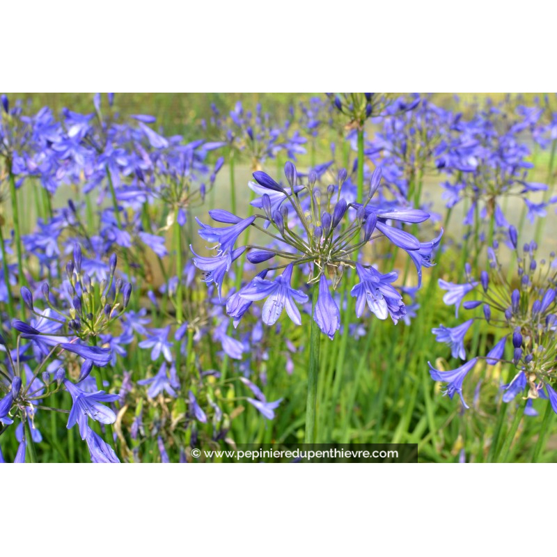 AGAPANTHUS 'Lapis Lazuli'
