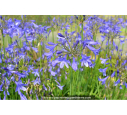 AGAPANTHUS 'Lapis Lazuli'