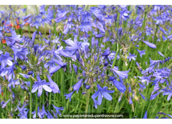 AGAPANTHUS 'Lapis Lazuli'