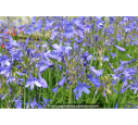 AGAPANTHUS 'Lapis Lazuli'
