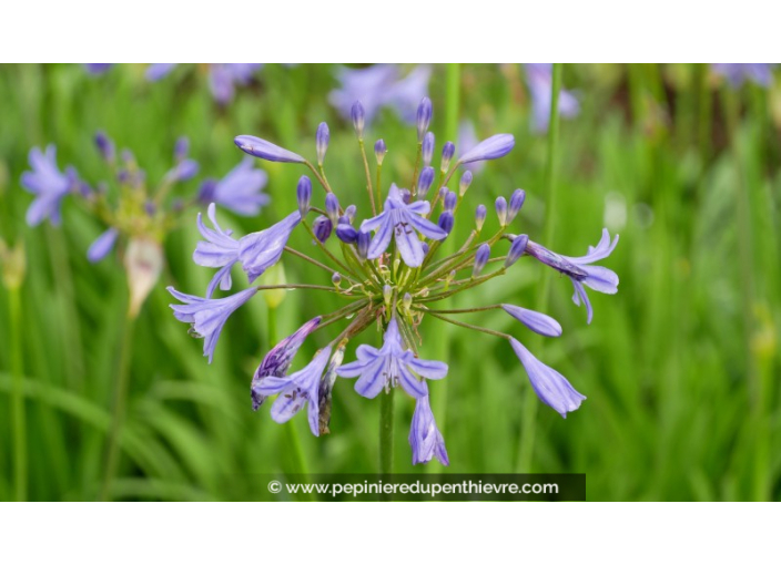AGAPANTHUS 'Lapis Lazuli'