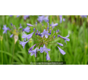 AGAPANTHUS 'Lapis Lazuli'