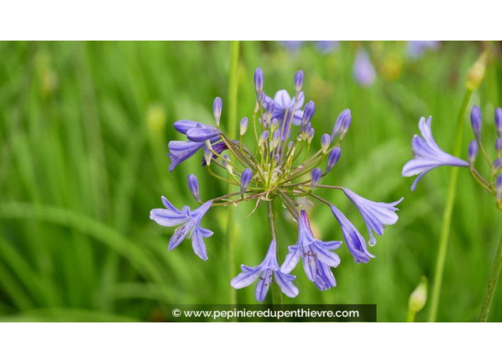 AGAPANTHUS 'Lapis Lazuli'