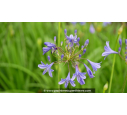 AGAPANTHUS 'Lapis Lazuli'