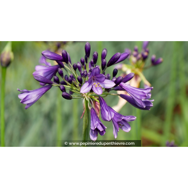 AGAPANTHUS 'Poppin'Purple'®