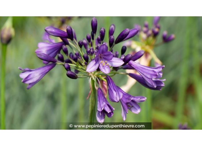 AGAPANTHUS 'Poppin'Purple'®