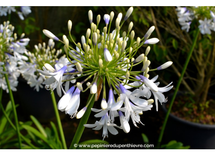 AGAPANTHUS 'Queen Mum' AGAPANTHUS 'Queen Mum'