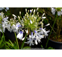 AGAPANTHUS 'Queen Mum' AGAPANTHUS 'Queen Mum'
