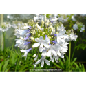 AGAPANTHUS \'Queen Mum\'