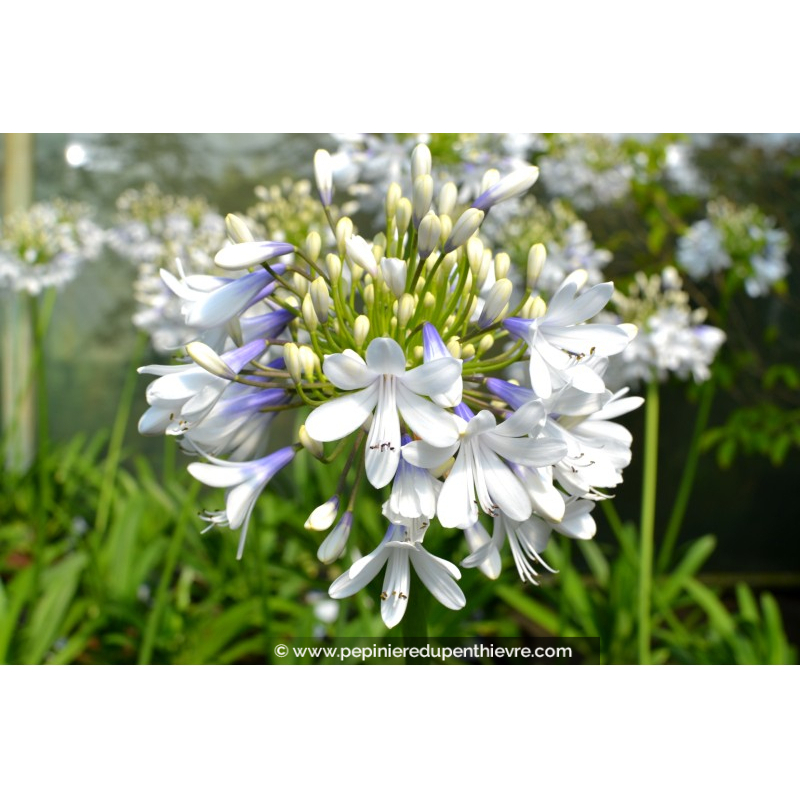 AGAPANTHUS 'Queen Mum'