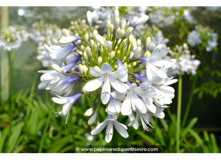 AGAPANTHUS 'Queen Mum'