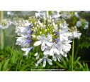 AGAPANTHUS 'Queen Mum' AGAPANTHUS 'Queen Mum'