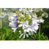 AGAPANTHUS \'Queen Mum\'