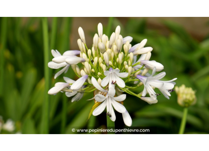 AGAPANTHUS 'Queen Mum' AGAPANTHUS 'Queen Mum'