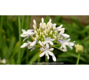 AGAPANTHUS 'Queen Mum' AGAPANTHUS 'Queen Mum'
