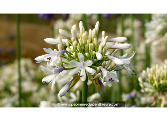 AGAPANTHUS 'Queen Mum' AGAPANTHUS 'Queen Mum'