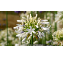AGAPANTHUS 'Queen Mum' AGAPANTHUS 'Queen Mum'