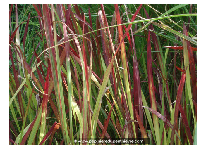 IMPERATA cylindrica 'Red Baron' IMPERATA cylindrica 'Red Baron'