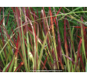 IMPERATA cylindrica 'Red Baron' IMPERATA cylindrica 'Red Baron'
