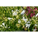 AGAPANTHUS \'Pitchoune White\'