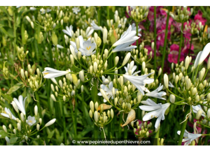 AGAPANTHUS 'Pitchoune White'®