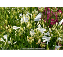 AGAPANTHUS 'Pitchoune White'® AGAPANTHUS 'Pitchoune White'®