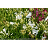 AGAPANTHUS \'Pitchoune White\'