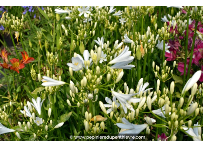 AGAPANTHUS 'Pitchoune White'® AGAPANTHUS 'Pitchoune White'®