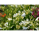 AGAPANTHUS 'Pitchoune White'® AGAPANTHUS 'Pitchoune White'®
