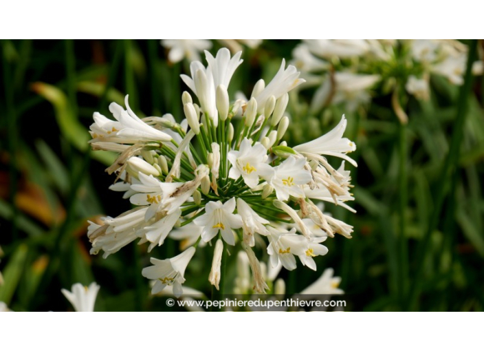 AGAPANTHUS 'Pitchoune White'® AGAPANTHUS 'Pitchoune White'®