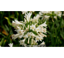 AGAPANTHUS 'Pitchoune White'® AGAPANTHUS 'Pitchoune White'®