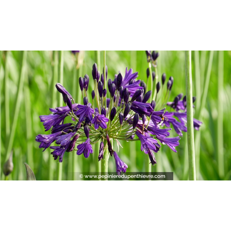 AGAPANTHUS 'Royal Velvet'